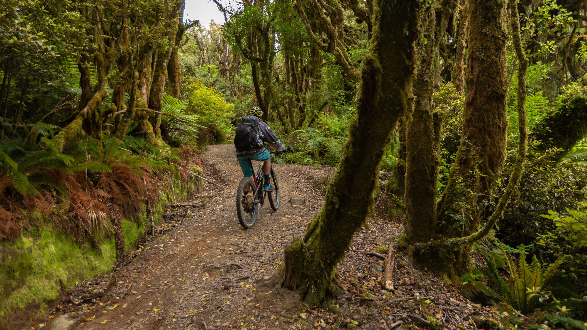 Man cycling in Pureora Forest on the Timber Trail- Visit Ruapehu.jpg